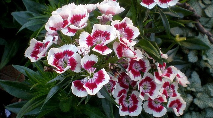 Clasificación de flores por colores