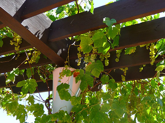 A la sombra de una parra