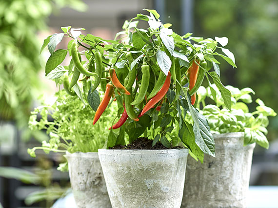 Cultivar guindillas: ¡ponle picante a tu huerto!