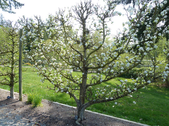 Frutales en espaldera: abanicos de flores y frutos