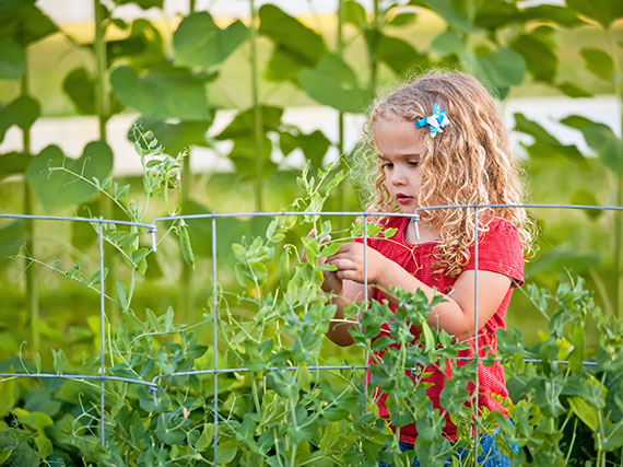 Guisantes: las perlas más dulces del huerto