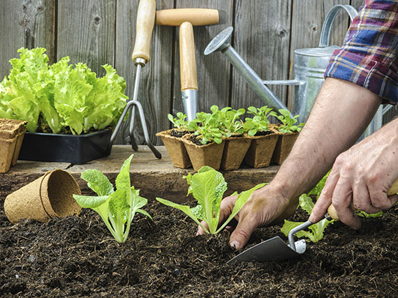 Un huerto fácil para iniciarse