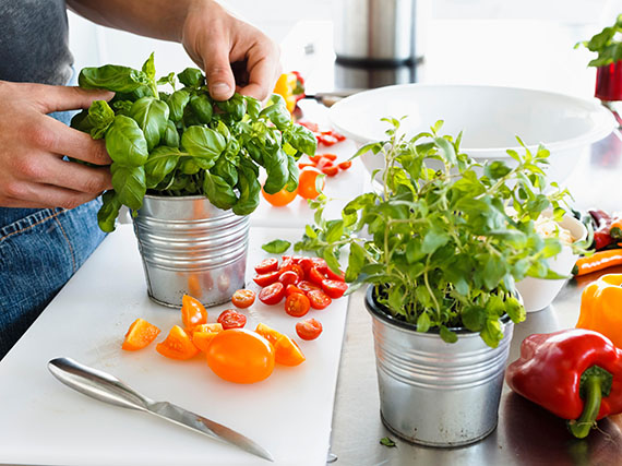 Todos los aromas de la albahaca