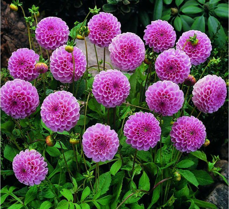 Dalia. Cómo y Cuando Plantar las Dalias