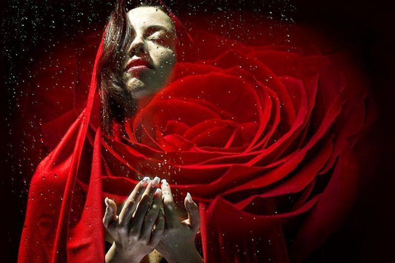 Fotos de Rosas Rojas