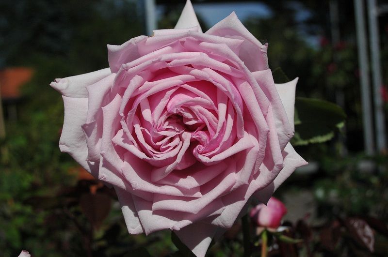 Híbrido de Te. Rosas de Flor Grande