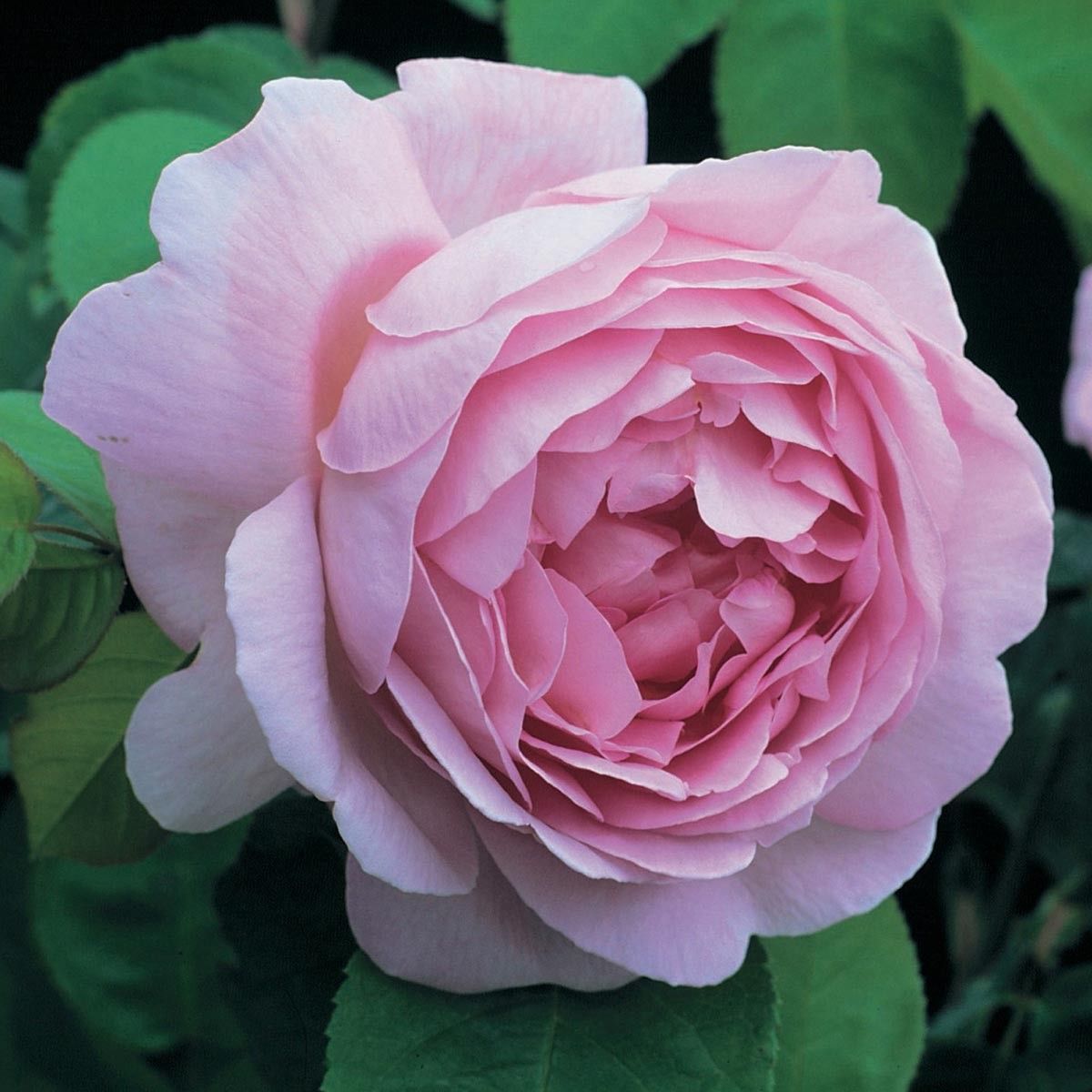 Rosas Inglesas o de David Austin