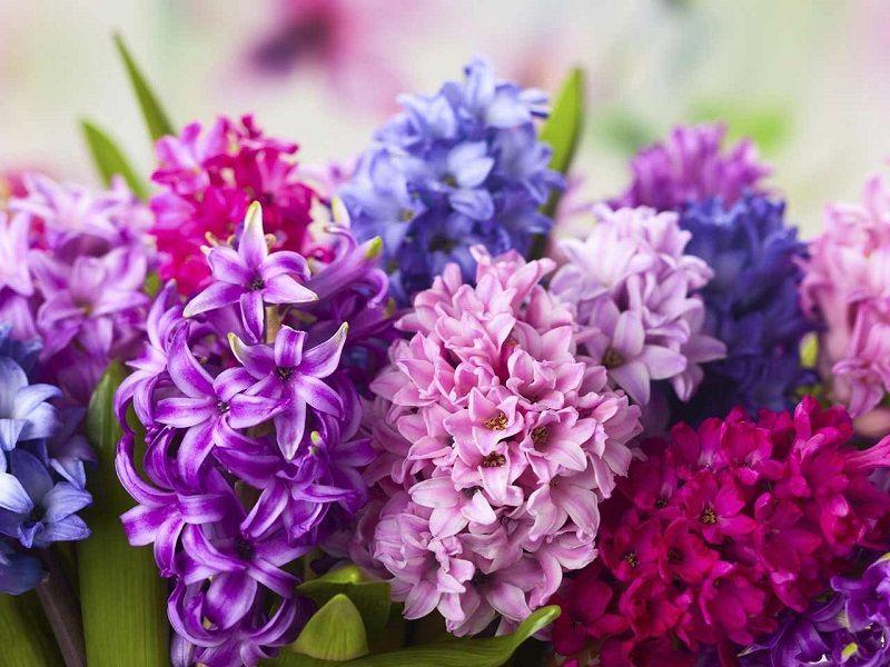 Jacinto. Cultivo, Cuidados y Reproducción