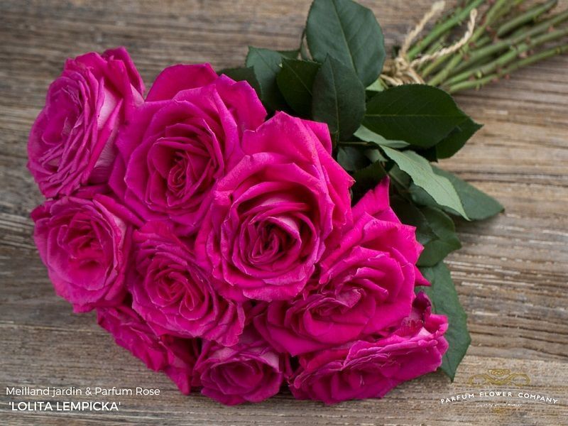 Rosa Lolita Lempicka