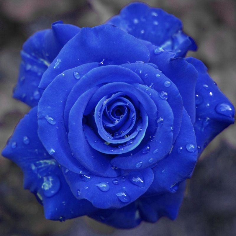 Significado de la Rosa Azul