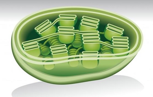 Tipos de cloroplastos