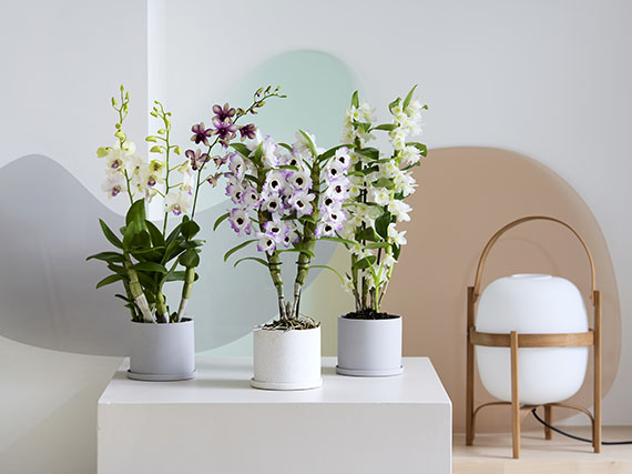 Dendrobium: unas orquídeas irresistibles
