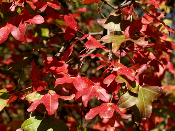 Descubre los arces nativos de la Península