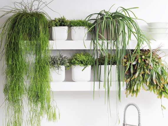 Descubre los rhipsalis