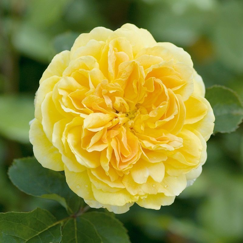 Rosa Molineux