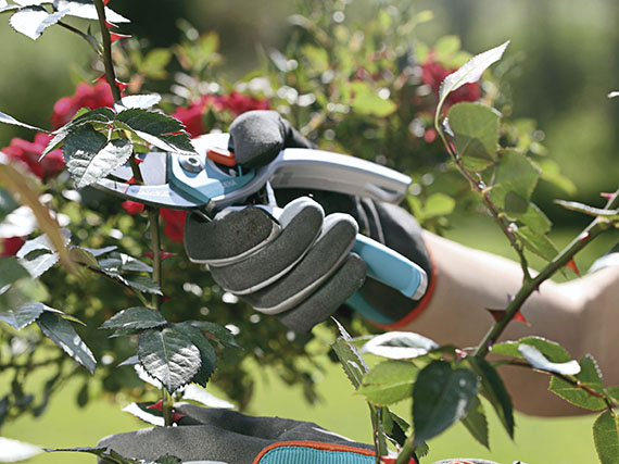 A la hora de podar, escoge la tijera más adecuada