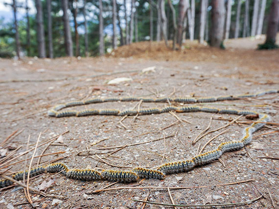 Cómo combatir la procesionaria del pino