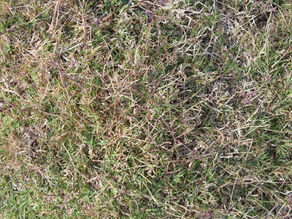 Cómo eliminar la grama del césped