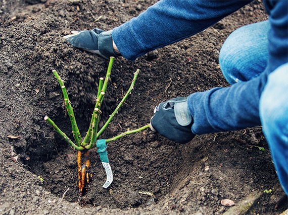 Cómo plantar a raíz desnuda