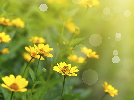 ¡Defiende tus plantas del calor!