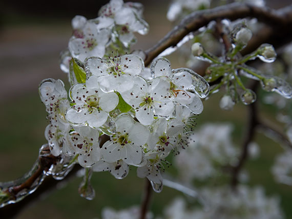 ¿Qué hacer con las plantas heladas?
