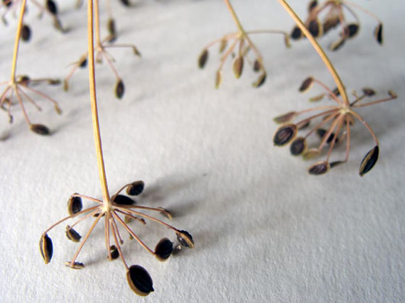 Recolectar y conservar las semillas