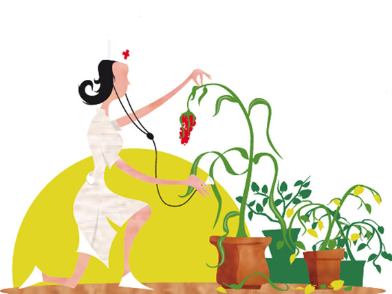 Recuperar las plantas de interior tras el verano