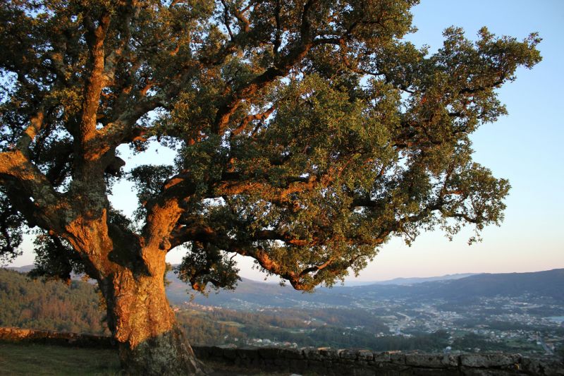 Alcornoque: tipos, características, tamaño, variedades, colores&#8230;