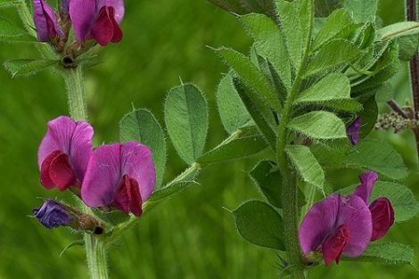 Veza: fotos, tipos, significado, características, imágenes