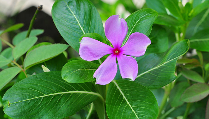 Vinca De Madagascar. Origen, Descripción, Cultivo, Cuidados, Propiedades.