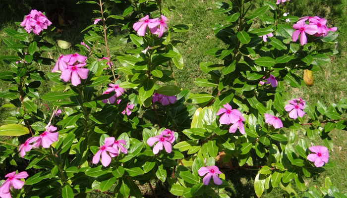 Vinca Rosa. Origen, Características, Variedades, Cultivo, Cuidados Y Usos